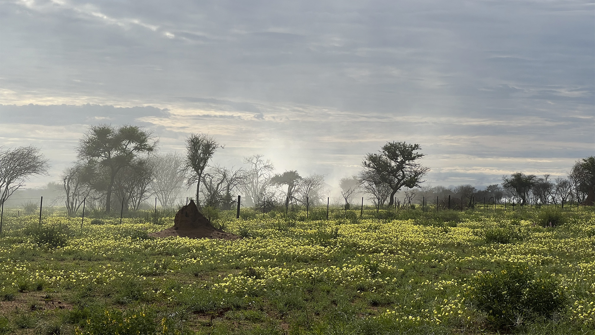 Rainy season in the savannah of southern Africa