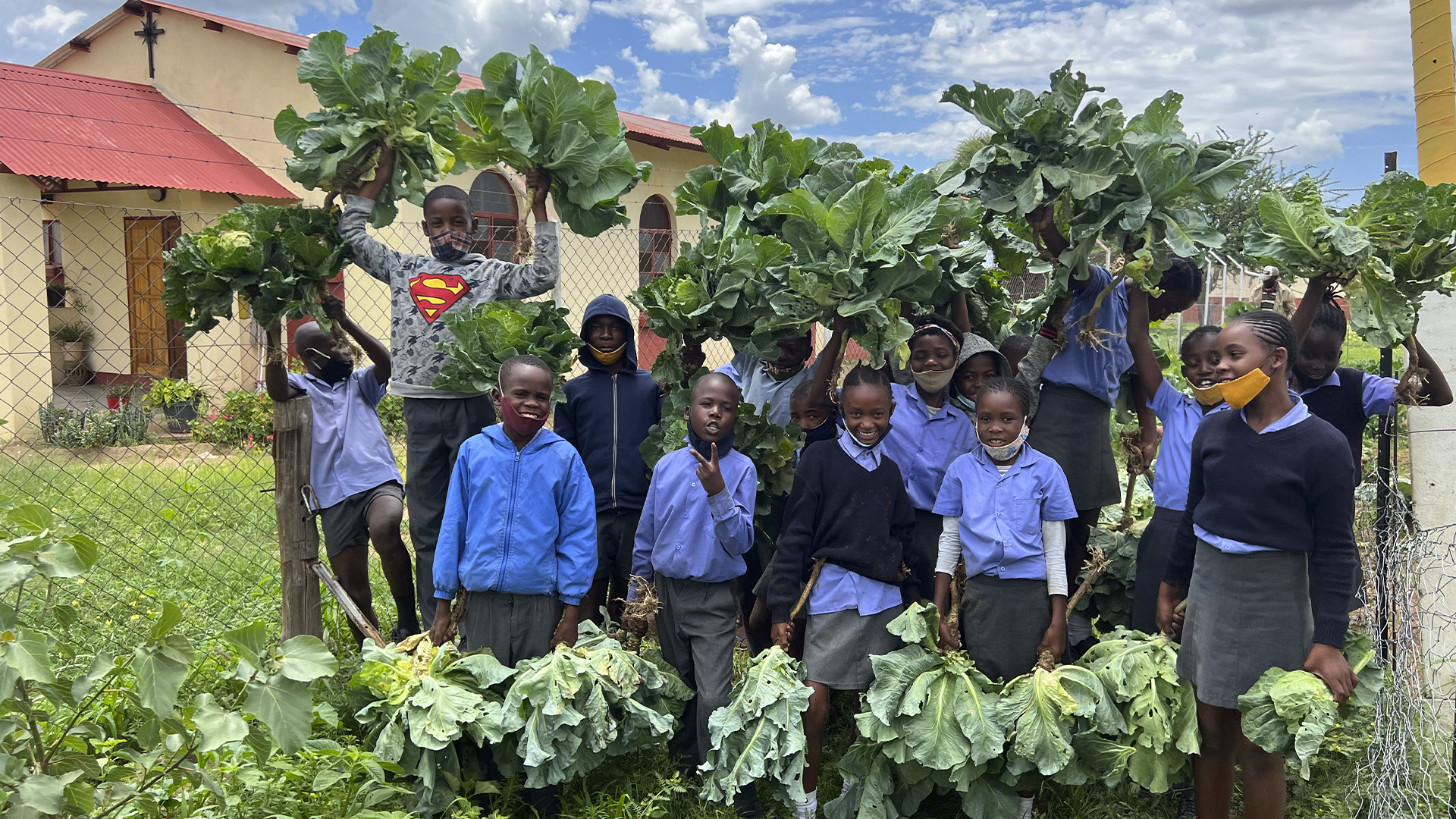 Rich cabbage harvest as an extra for school feeding