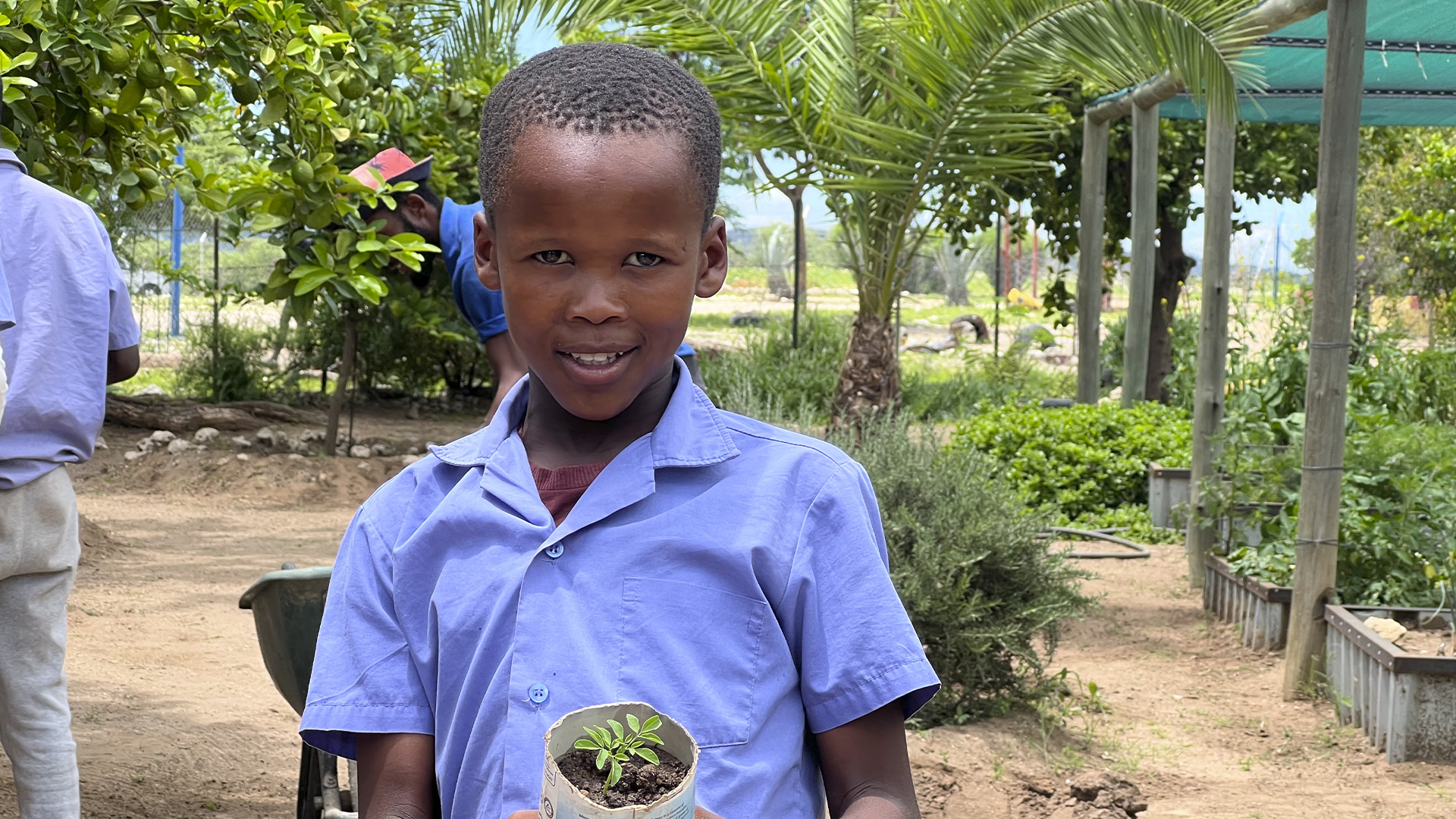 Attentive schoolboy with moringa seedling