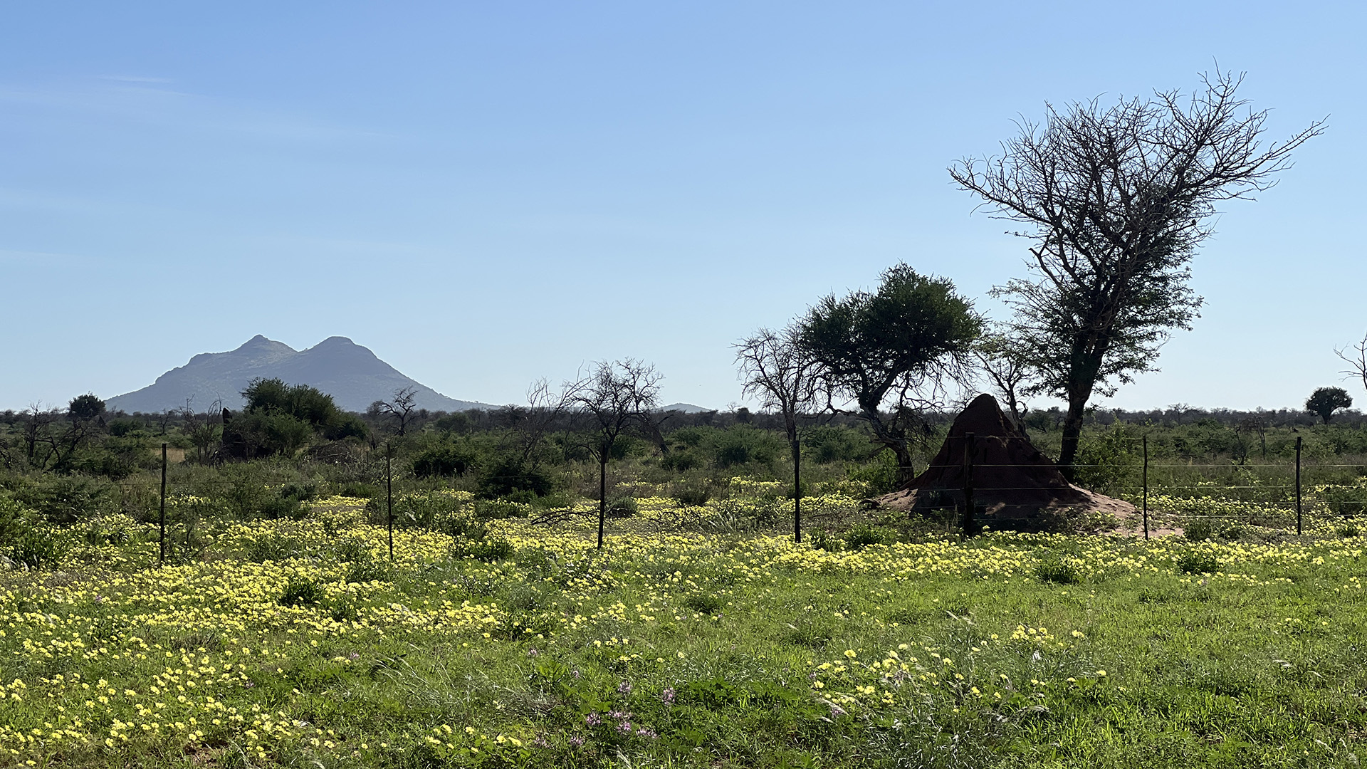 The first showers of the rainy season are turning the land green.