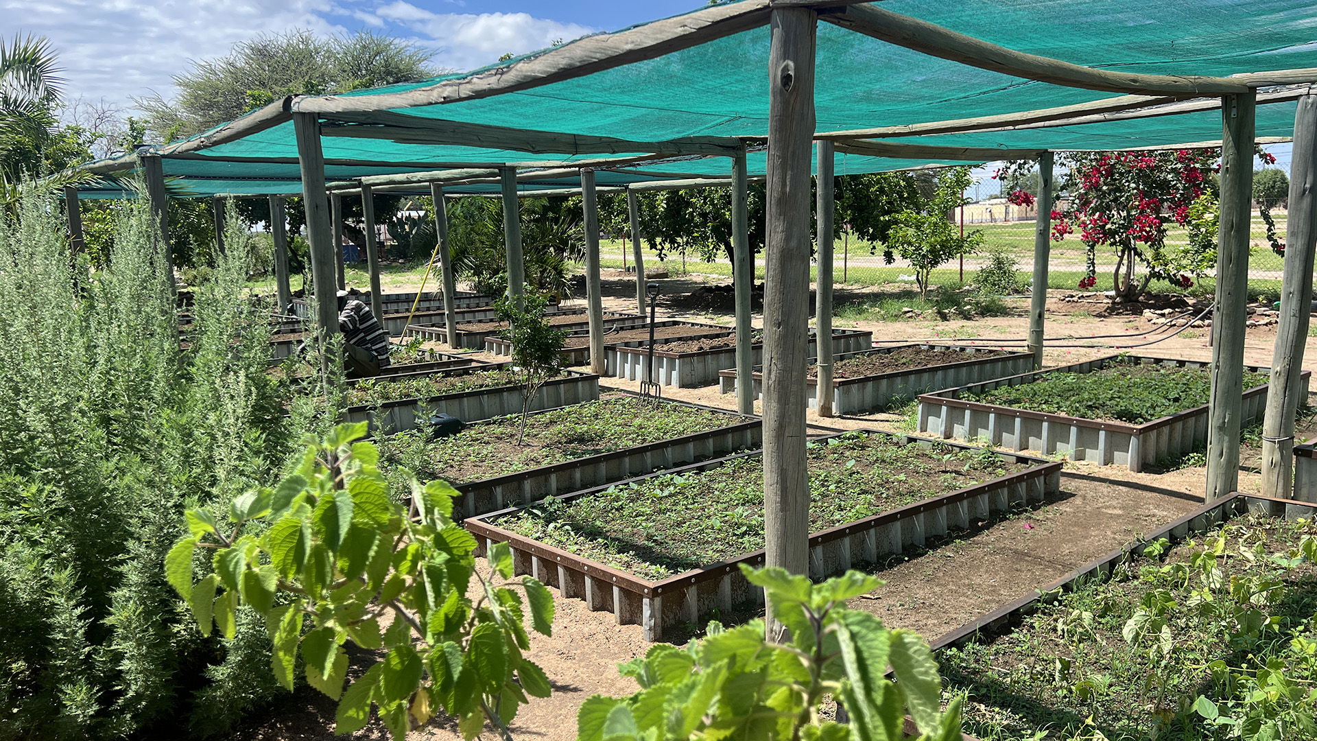 Mr. Marcelus Guim, the garden assistant, is doing a great job.