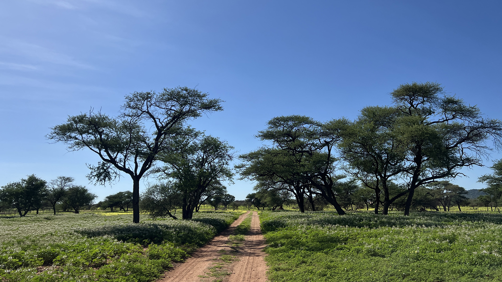 Wild spinach and green camel thorn trees on the guest farm.