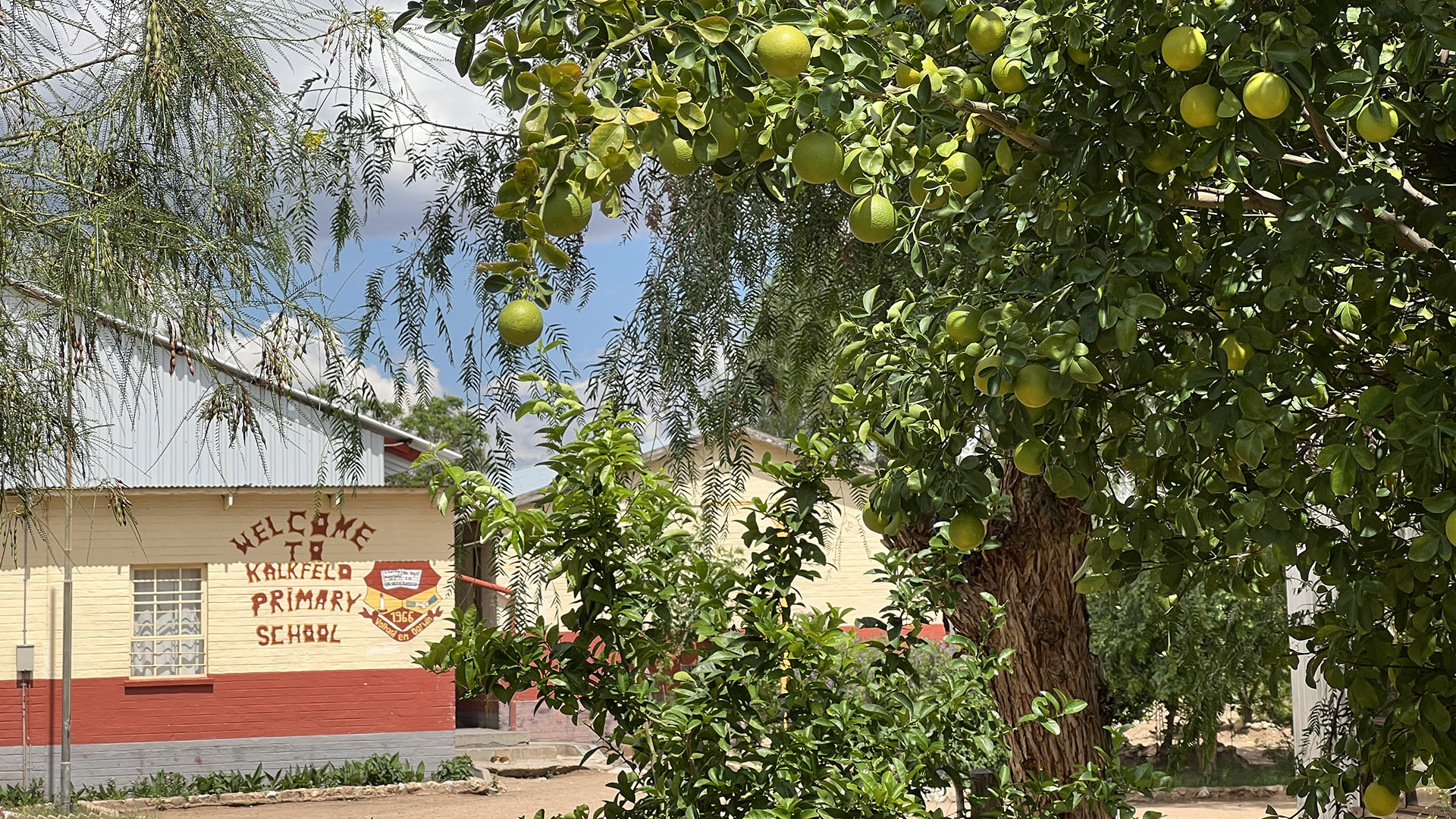 The citrus trees at the primary school are bearing lots of fruit.